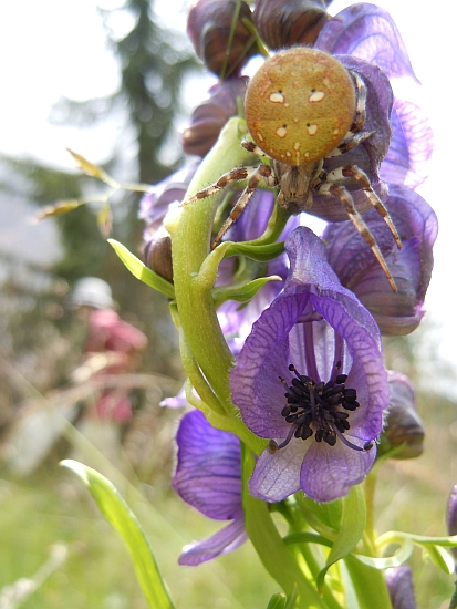 Araneus quadratus