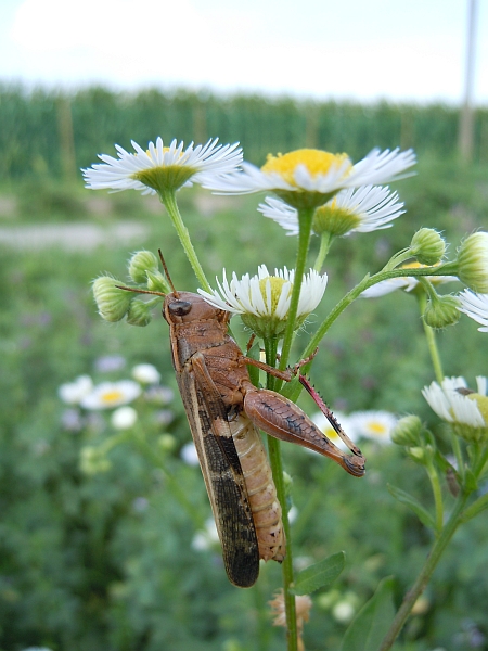 Cavalletta su Erigeron - Aiolopus cfr strepens