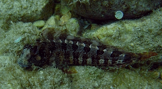 Parablennius gattorugine