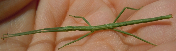 Insetto stecco dalla Croazia: probabile Clonopsis gallica