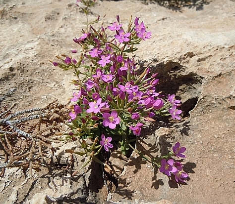 piantina cipriota - Centaurium cfr. erythraea