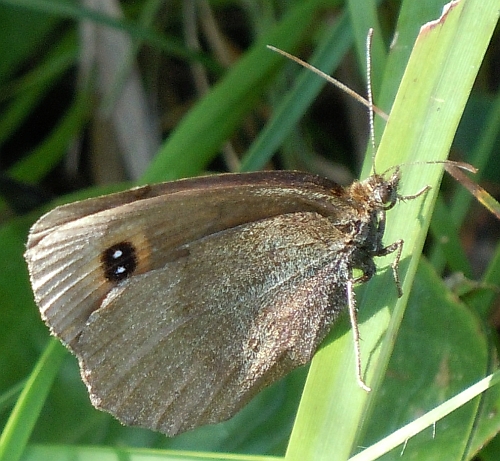 Erebia aethiops?