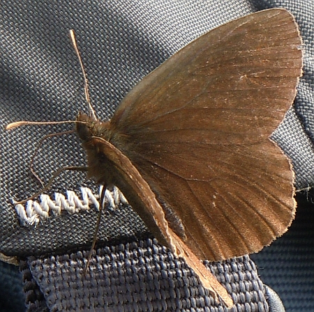 Erebia svolata