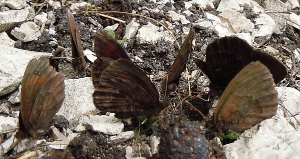 Erebia pronoe?