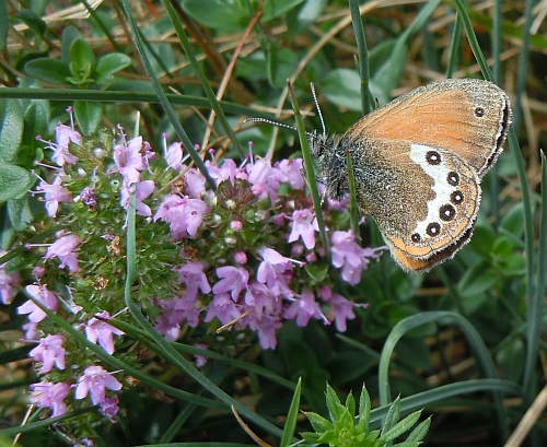 Coenonympha gardetta o darwiniana??