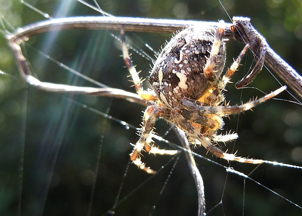 Araneus diadematus