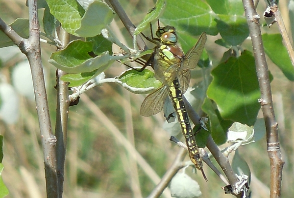 grossa libellula: femmina di Brachytron pratense