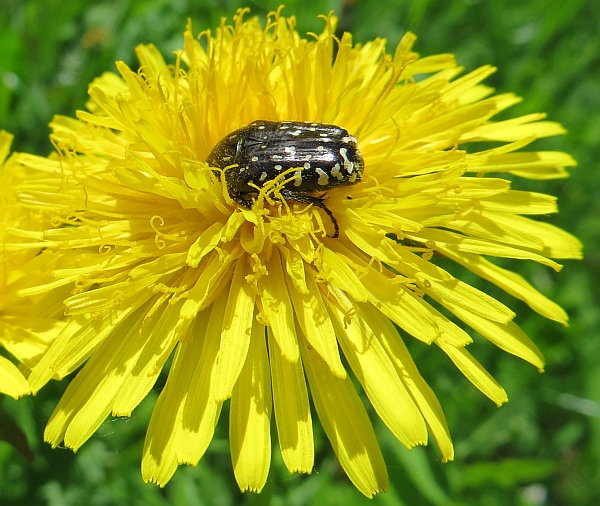 coleottero maculato sloveno: Oxythyrea funesta.