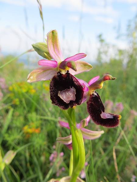 Orchidee marchigiane da identificare