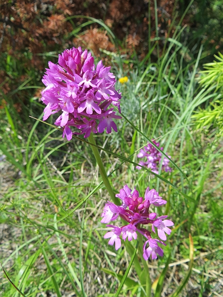 Orchidee marchigiane da identificare