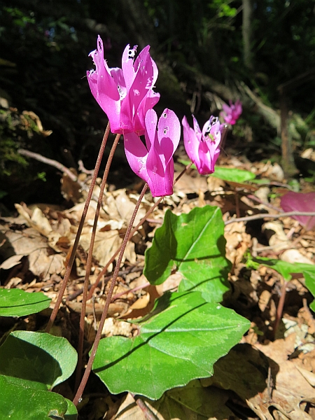 Cyclamen repandum / Ciclamino napoletano