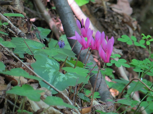 Cyclamen repandum / Ciclamino napoletano