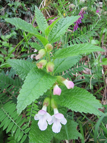 fiore bianco - Melittis melissophyllum