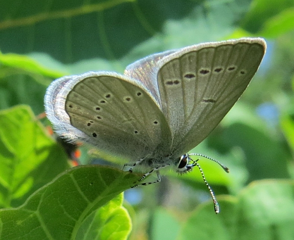 Polyommatus semiargus?