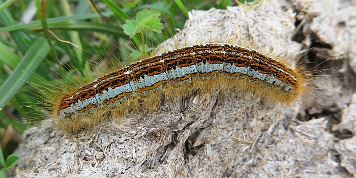 Bruco peloso