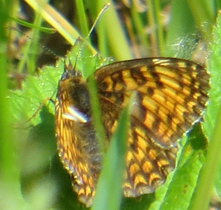 Melitaea phoebe?