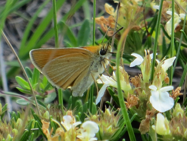 Thymelicus acteon?