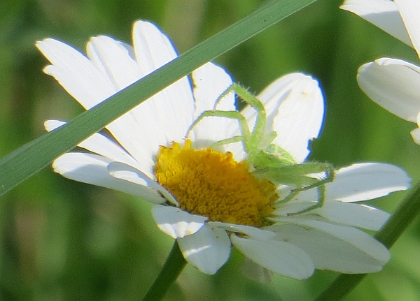 Heriaeus sp. (Thomisidae)