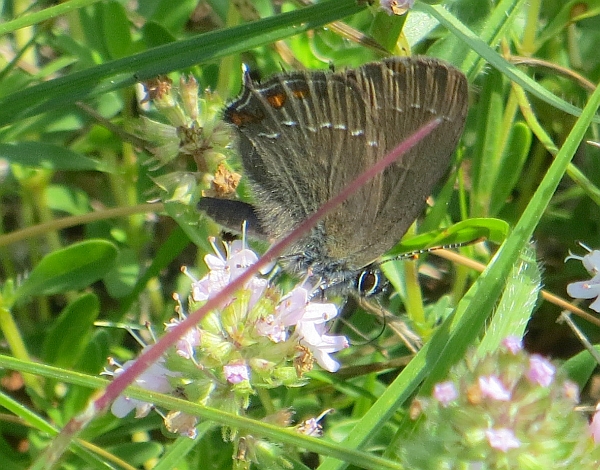 Satyrium illicis?