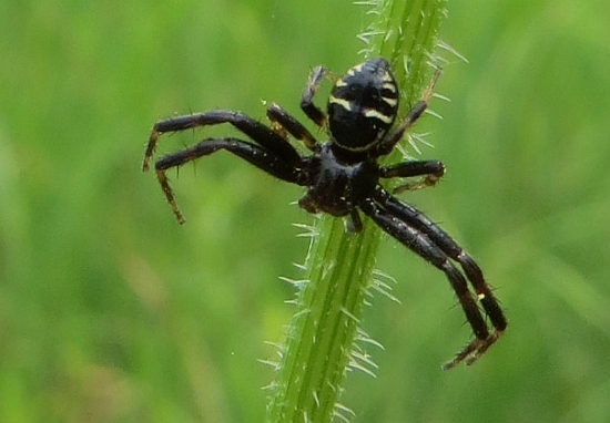 Synema globosum, maschio (Thomisidae)