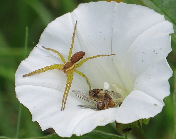 Dolomedes cf. fimbriatus con prede (ditteri) accumulate