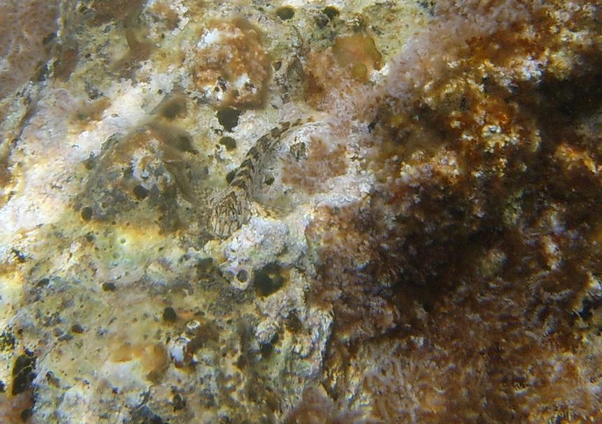 Coryphoblennius galerita