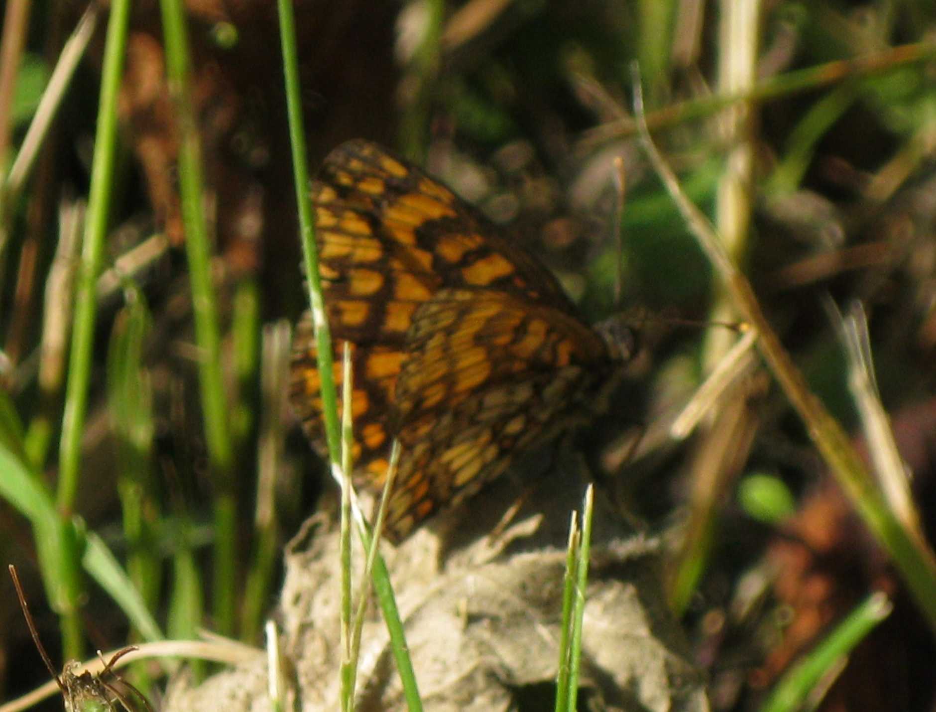 Melitaea varia?