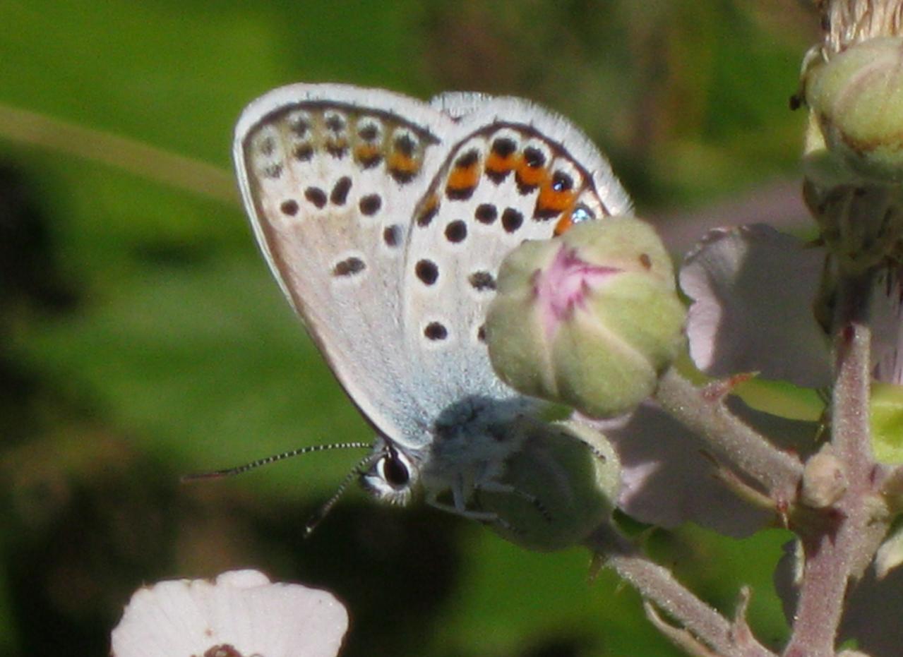 Plebejus da id