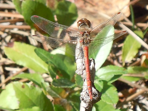 S. vulgatum o S. meridionale? S. meridionale!