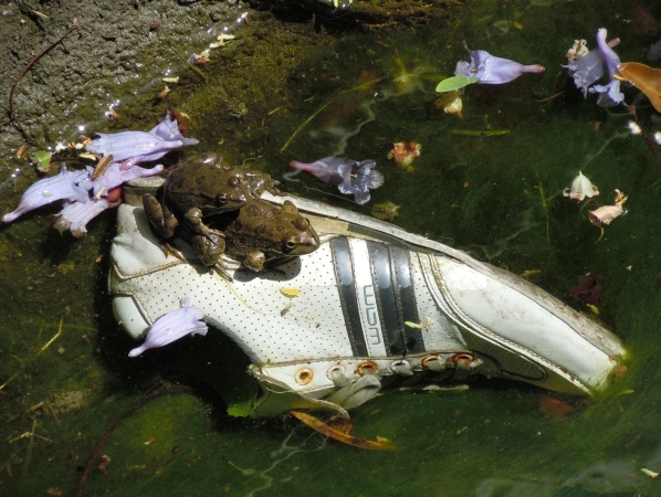 Rana levantina di Cipro (Pelophylax cypriensis)