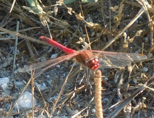 Crocothemis erythraea con zampe nere??