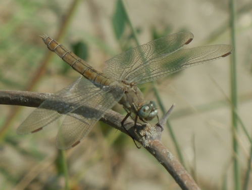 libellula amorfa - Orthetrum brunneum (femmina)