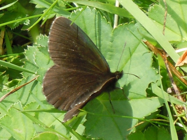 Erebia tutta scura