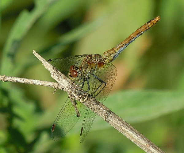 Sympetrum