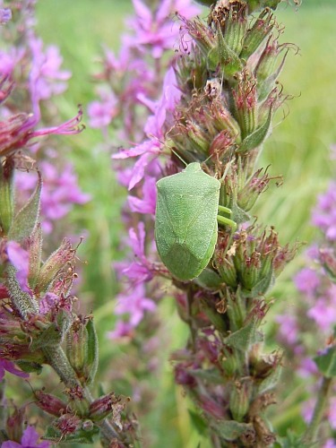 Pentatomidae: Nezara viridula del Veneto (VE)