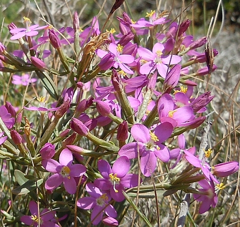 piantina cipriota - Centaurium cfr. erythraea