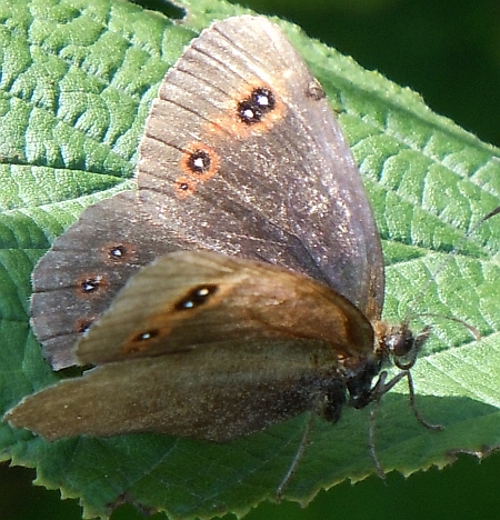 Erebia aethiops?