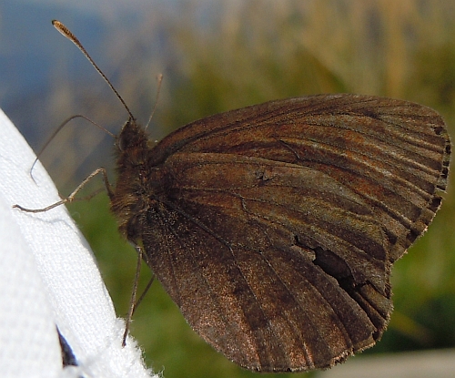 Erebia svolata