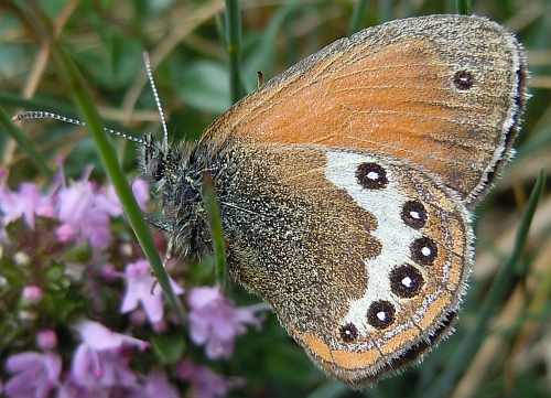 Coenonympha gardetta o darwiniana??