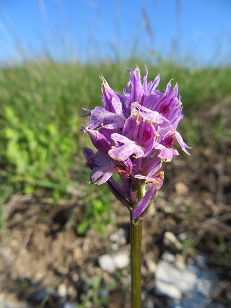 Orchidee marchigiane da identificare