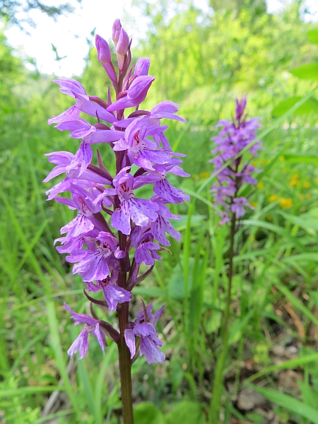 Orchidee marchigiane da identificare