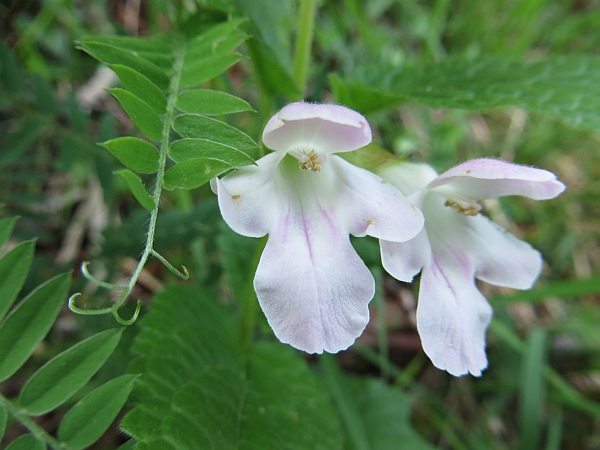 fiore bianco - Melittis melissophyllum