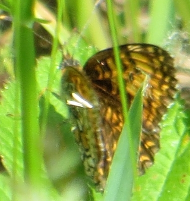 Melitaea phoebe?