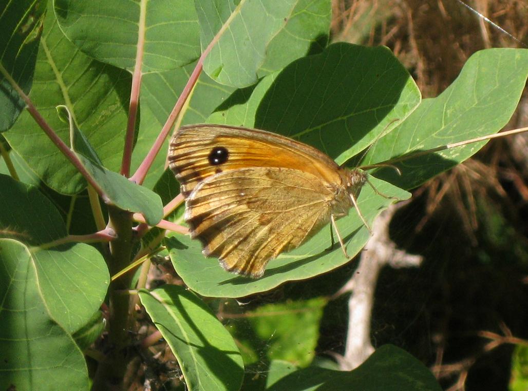 Satyride da identificare : Pyronia (Pyronia) tithonus