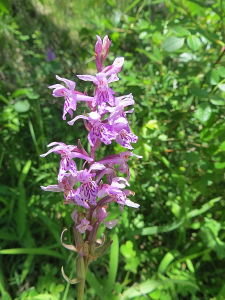 Orchidee marchigiane da identificare