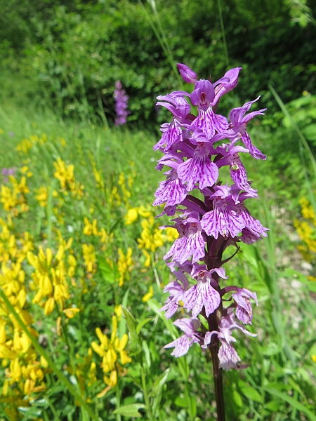 Orchidee marchigiane da identificare