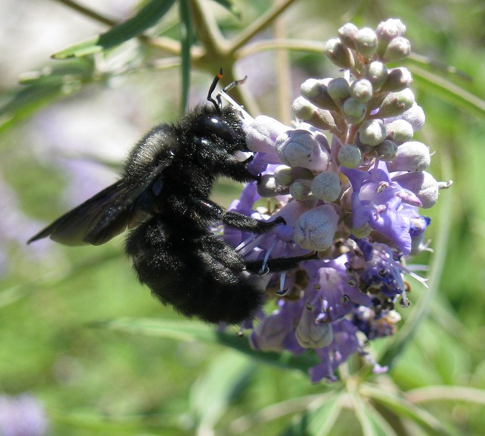 Apidae Xylocopinae: Xylocopa violacea ♂