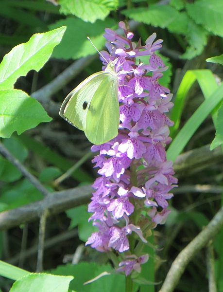 Orchidee marchigiane da identificare