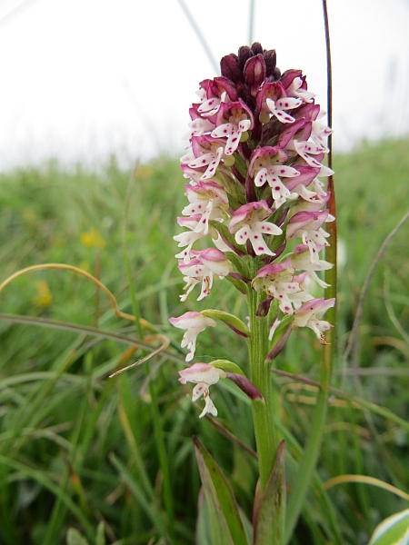 Orchidee marchigiane da identificare