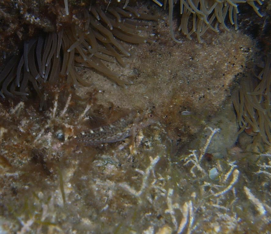 Blennide da identificare (Parablennius zvonimiri)